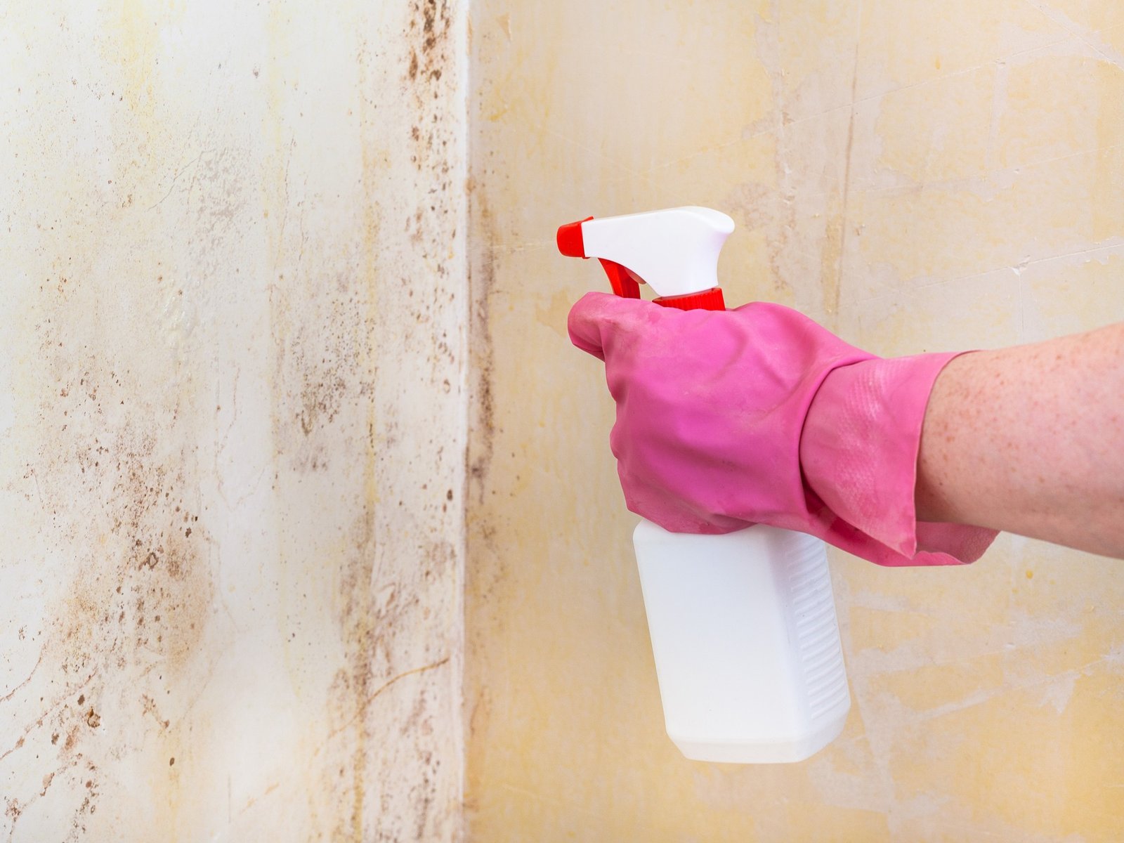 Reinigung von Schimmelflecken an der Wand mit Spray