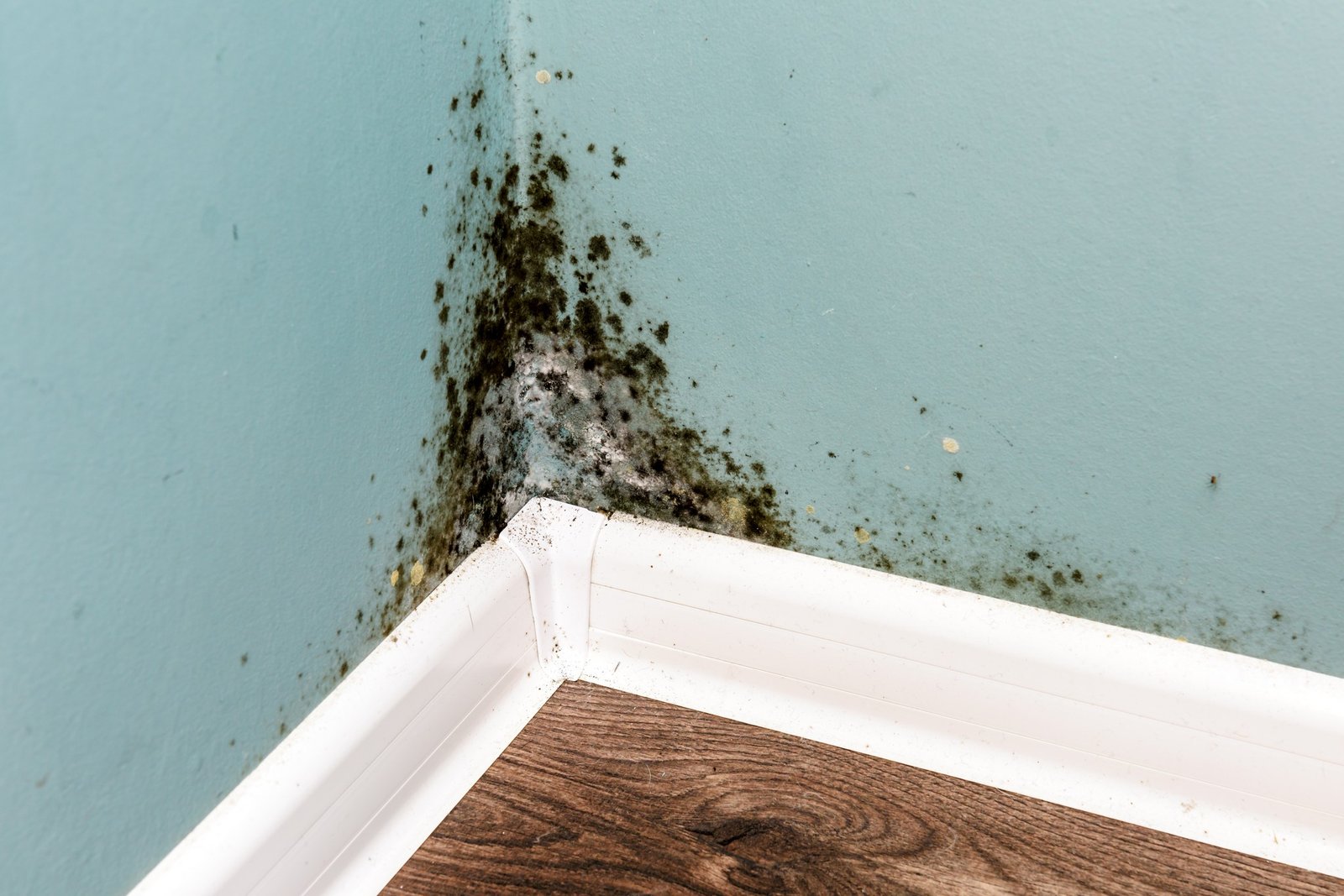 Wiederkehrender Schimmel an einer Wand