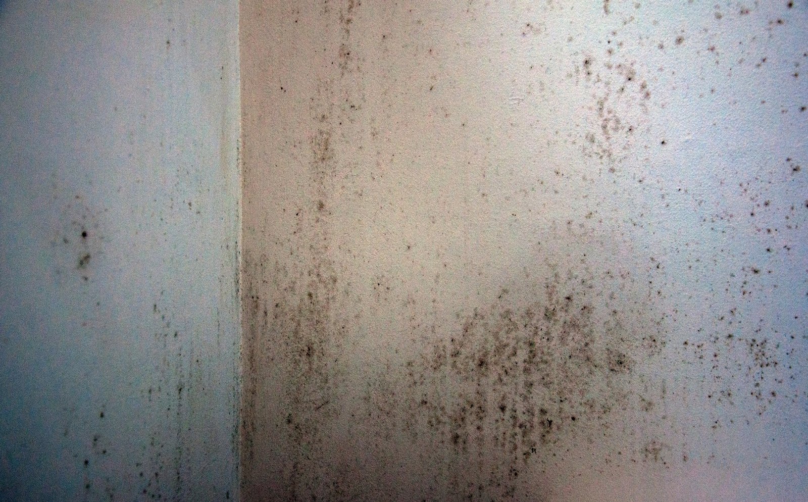 Dunkle Schimmelflecken an einer Innenraumwand
